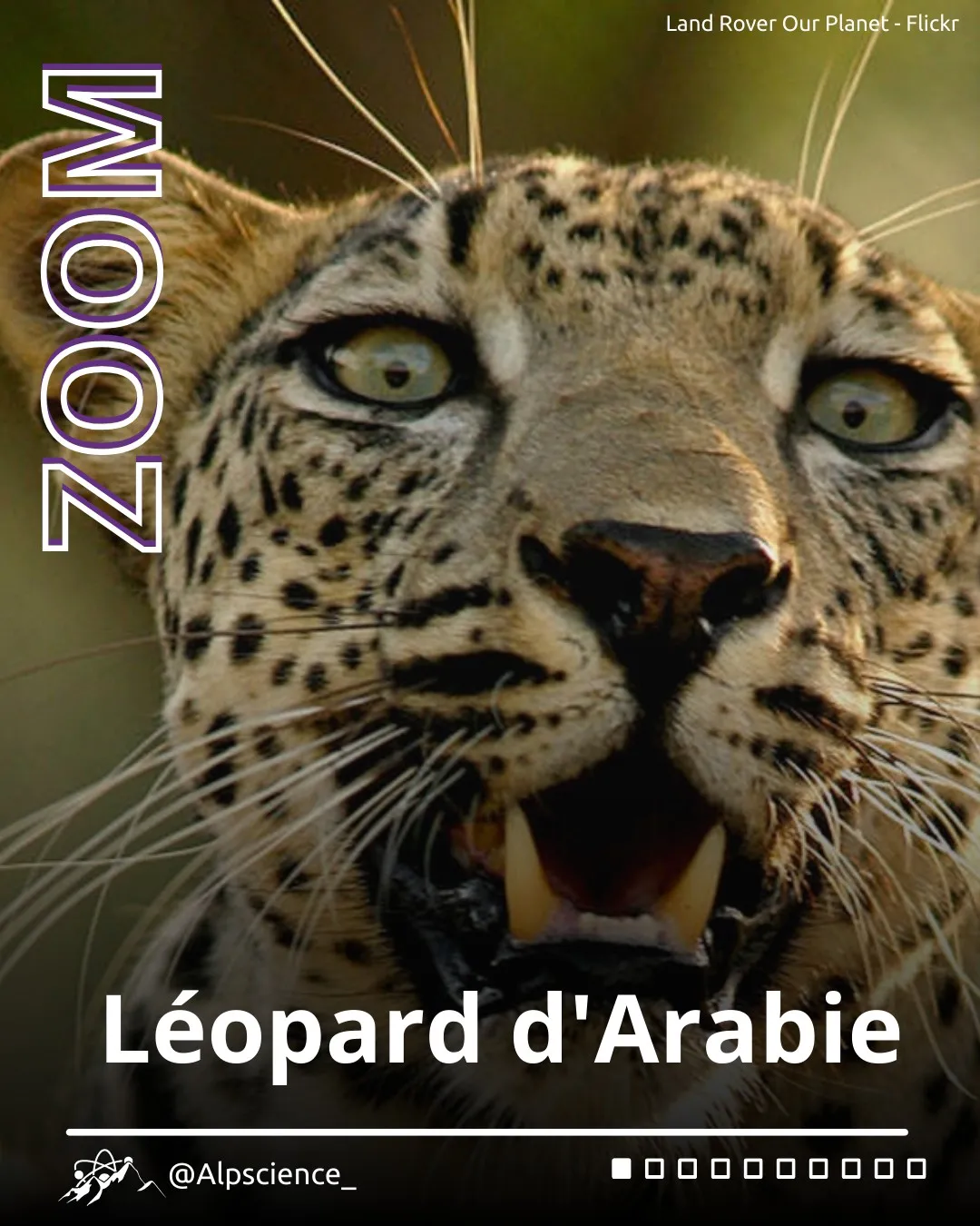 Léopard d'Arabie